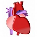Harttamponnade: Vloeistof in hartzakje met pijn op borst