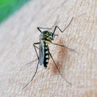 Malaria: Infectieziekte met koorts, geelzucht en zwakte