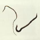 Schistosoma: oppassen met zoet water in de (sub)tropen
