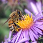 Bijensteek, wespensteek, hommelsteek: symptomen, behandeling