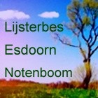 Keltische Boom Astrologie 4