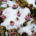 Winterharde balkonplanten: Erica carnea of winterheide