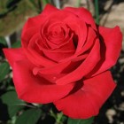De roos als tuinplant, symbool en delicatesse