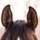 Zintuigen van het paard - Het gehoor