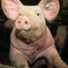 De schandalige bio-industrie: Onze varkens