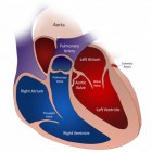 Het principe van de bloedsomloop (hart en vaatstelsel)