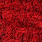 Betekenis  Kleur Bloemen - Liefde & Vriendschap