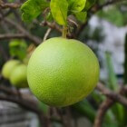 De geneeskracht van citrusfruit