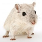 Hamsters & Voeding - Wat mogen hamsters eten en wat niet?