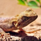 De gekko: grappige reptielsoort