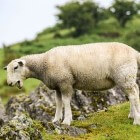 Parasiet leverbot: in Nederland vooral bij schapen