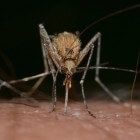 Pas op voor de malariamug!