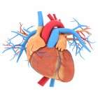 Myocarditis: Ontsteking van de hartspier