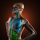 Reumatoïde artritis: Ontsteking van gewrichten en organen