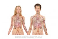 Aandoeningen kunnen zich manifesteren over het hele lichaam / Bron: Geralt, Pixabay