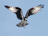 Zonder veren zou vliegen voor grote dieren als vogels niet mogelijk zijn / Bron: NASA, Wikimedia Commons (Publiek domein)