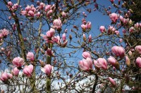De grote bloemen van de Magnolia / Bron: Pix, Pixabay