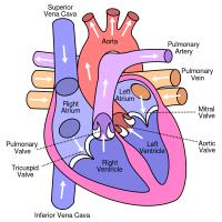 Schematische weergave van het hart / Bron: Yaddah, Wikimedia Commons (CC BY-SA-3.0)