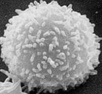 Leukocyt (witte bloedcel) / Bron: Frederick (NCI-Frederick), Wikimedia Commons (Publiek domein)