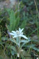 edelweiss Latijns <I>leontopodium alpinum</I> / Bron: ottergraafjes