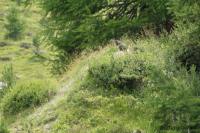 murmeltier (bergmarmot) vanuit de Gornergratbahn / Bron: ottergraafjes
