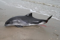 Bruinvis op het strand bij Buren / Bron: SOS Dolfijn