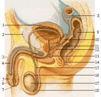 Anatomie van de mannelijke geslachtsorganen:<BR>
1. urineblaas, 2. schaambeen, 3. penis, 4. zwellichaam, 5. eikel, 6. voorhuid, 7. urinebuis, 8. dikke darm, 9. endeldarm, 10. zaadblaas, 11. zaadleider, 12. prostaat, 13. Cowperse klier, 14. anus, 15. zaadleider, 16. bijbal, 17. teelbal, 18. scrotum / Bron: Elf Sternberg, Wikimedia Commons (CC BY-SA-3.0)