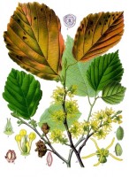 Amerikaanse toverhazelaar / Bron: Franz Eugen Khler, Khler's Medizinal-Pflanzen, Wikimedia Commons (Publiek domein)