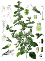 Citroenmelisse / Bron: Franz Eugen Khler, Khler's Medizinal-Pflanzen, Wikimedia Commons (Publiek domein)