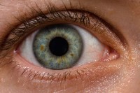 Menselijk oog met bloedvaten / Bron: ROTFLOLEB, Wikimedia Commons (CC BY-SA-3.0)