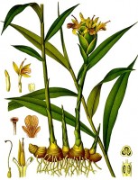 Gember (plaat uit 1896) / Bron: Franz Eugen Khler, Khler's Medizinal-Pflanzen, Wikimedia Commons (Publiek domein)