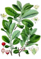 Yerba mate / Bron: Franz Eugen Khler, Khler's Medizinal-Pflanzen, Wikimedia Commons (Publiek domein)