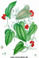 Botanische tekening sarsaparilla / Bron: Khler's Medizinal Pflanzen, Wikimedia Commons (Publiek domein)