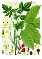 Botanische tekening guarana / Bron: Franz Eugen Khler, Khler's Medizinal-Pflanzen, Wikimedia Commons (Publiek domein)