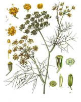 Bron: Franz Eugen Khler, Khler's Medizinal Pflanzen, Wikimedia Commons (Publiek domein)