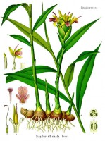 otanische tekening gember / Bron: Franz Eugen Khler, Khler's Medizinal-Pflanzen, Wikimedia Commons (Publiek domein)