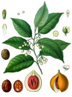 Botanische tekening nootmuskaat / Bron: Khler's Medizinal Pflanzen, Wikimedia Commons (Publiek domein)
