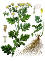 Botanische tekening moederkruid / Bron: Franz Eugen Khler, Khler's Medizinal-Pflanzen, Wikimedia Commons (Publiek domein)