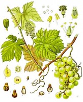 Botanische tekening wijnstok / Bron: Franz Eugen Khler, Khler's Medizinal-Pflanzen, Wikimedia Commons (Publiek domein)