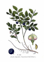 Botanische tekening blauwe bosbes / Bron: Amde Masclef, Wikimedia Commons (Publiek domein)