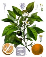Botanische tekening bittere oranje appel / Bron: Franz Eugen Khler, Khler's Medizinal-Pflanzen, Wikimedia Commons (Publiek domein)