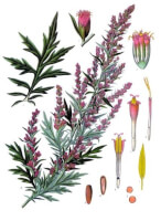 Bron: Franz Eugen Khler, Khler's Medizinal-Pflanzen, Wikimedia Commons (Publiek domein)