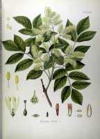 Botanische tekening pluimes / Bron: Franz Eugen Khler, Wikimedia Commons (Publiek domein)