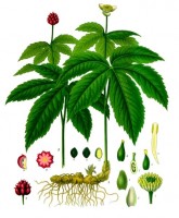 Botamische tekening Canadese geelwortel / Bron: Franz Eugen Khler, Khler's Medizinal-Pflanzen, Wikimedia Commons (Publiek domein)