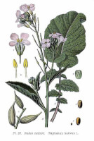 Botanische tekening rammenas / Bron: Amde Masclef, Wikimedia Commons (Publiek domein)