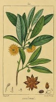 Botanische tekening steranijs / Bron: Pierre Jean Franois Turpin (1776 1840), Wikimedia Commons (Publiek domein)