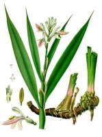 Botanische tekening kleine galgant of laos / Bron: Franz Eugen Khler, Khler's Medizinal-Pflanzen, Wikimedia Commons (Publiek domein)