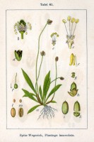 Botanische tekening smalbladige weegbree / Bron: Johann Georg Sturm (Painter: Jacob Sturm), Wikimedia Commons (Publiek domein)