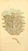 Tekening maitake uit 1797 / Bron: James Sowerby, Wikimedia Commons (Publiek domein)