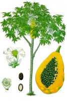 Tekening papaya / Bron: Franz Eugen Khler, Khler's Medizinal-Pflanzen, Wikimedia Commons (Publiek domein)